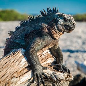 Ecuador mit Galapagos